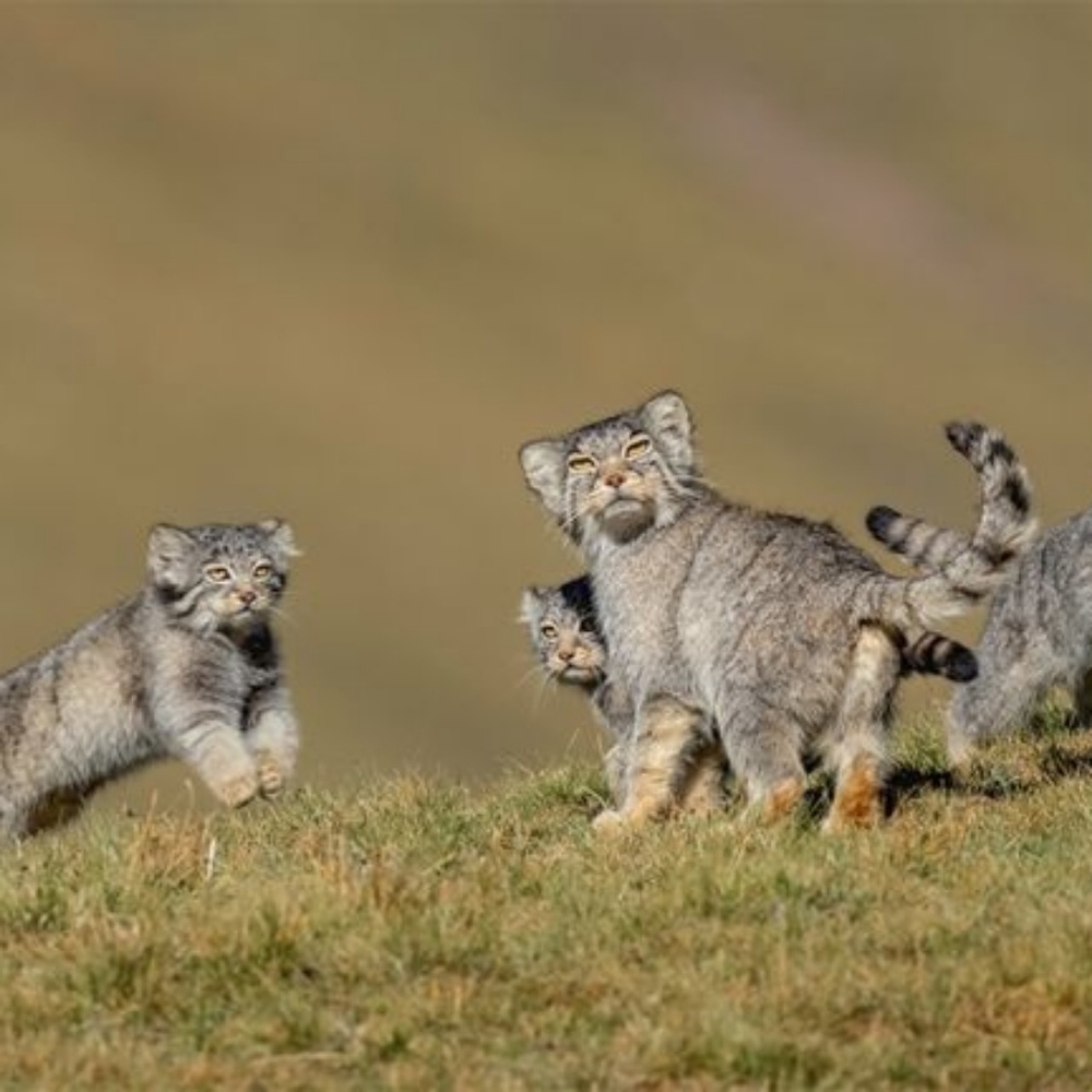 Meet your Posher, Big